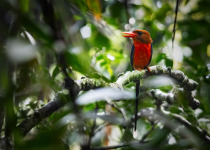 Rufous-collared Kingfisher