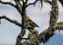 Rufous-collared Sparrow