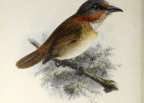 Rufous-crested Antshrike