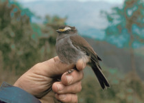 Rufous-crested Coquette