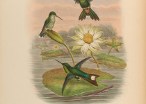 Rufous-Crested Coquette