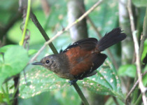 Rufous-crowned Antpitta