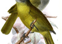 Rufous-crowned Babbler