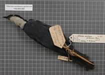 Rufous-crowned Babbler