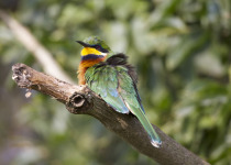 Rufous-crowned Bee-eater