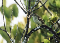 Rufous-crowned Elaenia