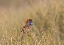 Rufous-crowned Emu-wren