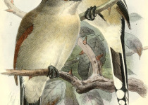 Rufous-crowned Shrike