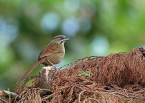 Rufous-crowned Sparrow