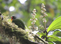 Rufous-crowned Tanager