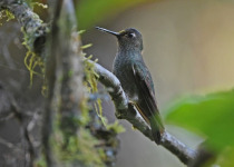 Rufous-crowned Tanager
