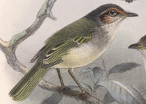 Rufous-crowned Tody-Flycatcher