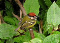 Rufous-crowned Tody-Flycatcher