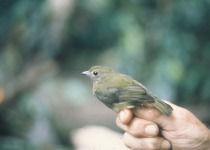 Rufous-crowned Tody-Flycatcher