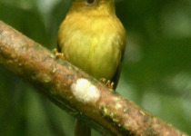 Rufous-crowned Tody-Flycatcher