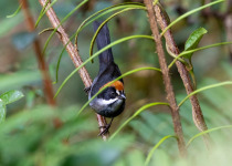 Rufous-eared Brush-Finch
