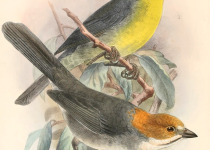 Rufous-eared Brush-Finch