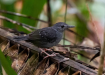Rufous-faced Antbird