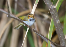 Rufous-faced Warbler