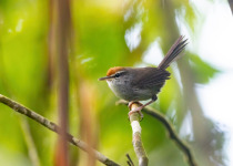 Rufous-faced Warbler