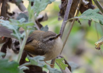 Rufous-faced Warbler