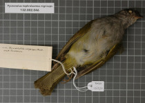 Rufous-faced Warbler