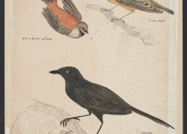 Rufous Fantail