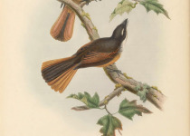 Rufous Fantail