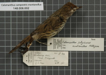 Rufous Fieldwren