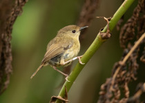 Rufous Fieldwren