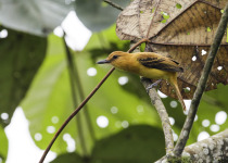 Rufous Flycatcher