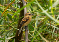 Rufous Flycatcher
