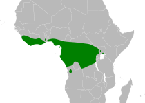 Rufous Flycatcher-chat