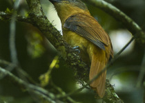 Rufous Flycatcher-Thrush