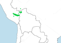 Rufous-fronted Antthrush