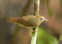 Rufous-fronted Laughingthrush