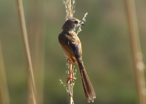 Rufous-fronted Prinia