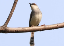 Rufous-fronted Prinia