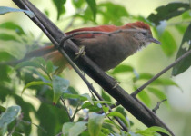 Rufous-fronted Thornbird