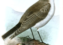 Rufous-fronted Thornbird