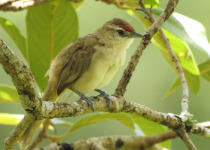 Rufous-fronted Thornbird