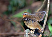 Rufous Gnateater