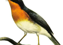 Rufous-gorgeted flycatcher
