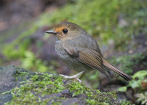 Rufous-gorgeted flycatcher