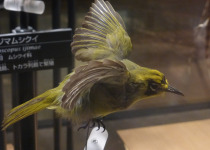 Rufous-headed Hornbill