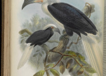 Rufous-headed hornbill