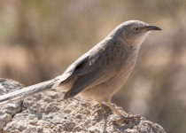 Rufous-headed Parrotbill
