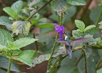Rufous-headed Pygmy-Tyrant