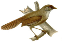 Rufous-headed Robin