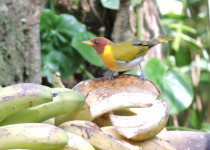 Rufous-headed Tanager